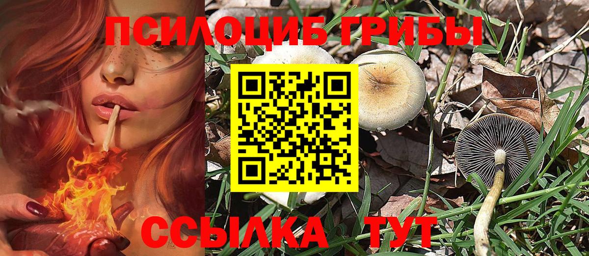 Сунжа  Галлюциногенные грибы Cubensis  Вход с VPN 